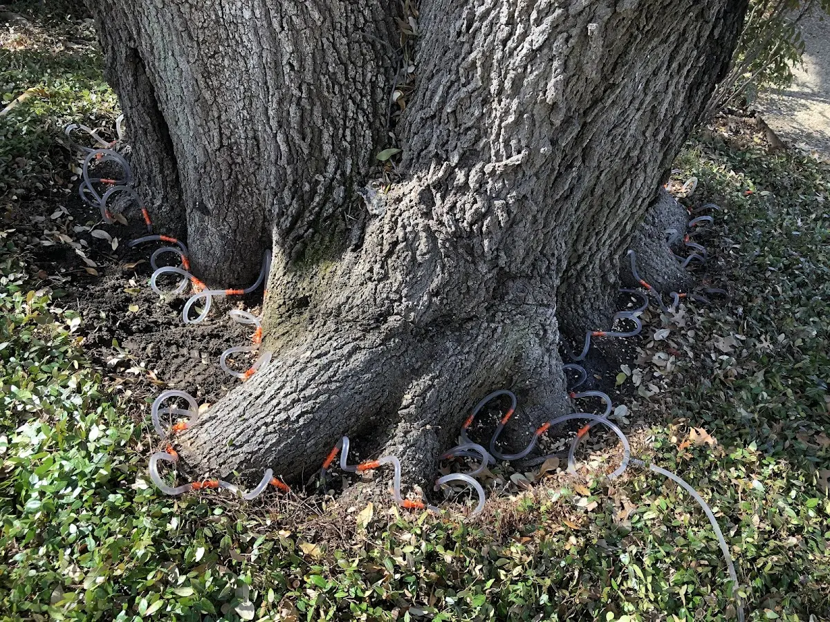 Detailed Tree Cabling and Bracing job site in South Lyon