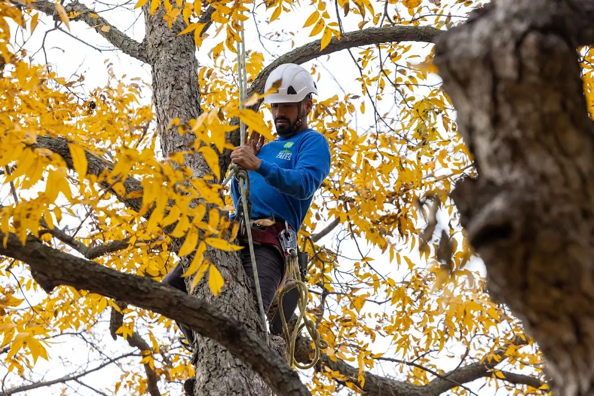 Skilled Tree Pruning crew working in South Lyon